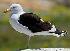 Kelp Gull