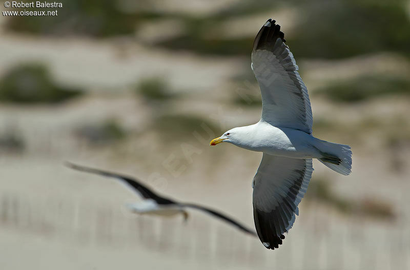 Kelp Gull