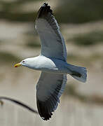 Kelp Gull