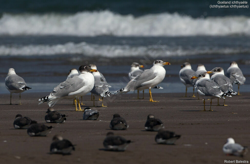 Pallas's Gull