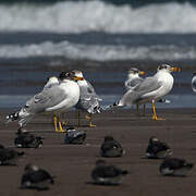 Pallas's Gull