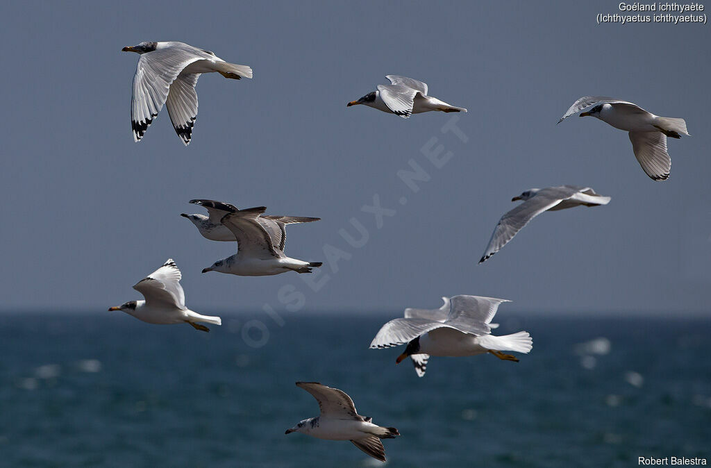 Pallas's Gull