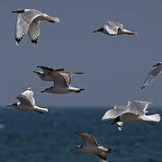 Pallas's Gull