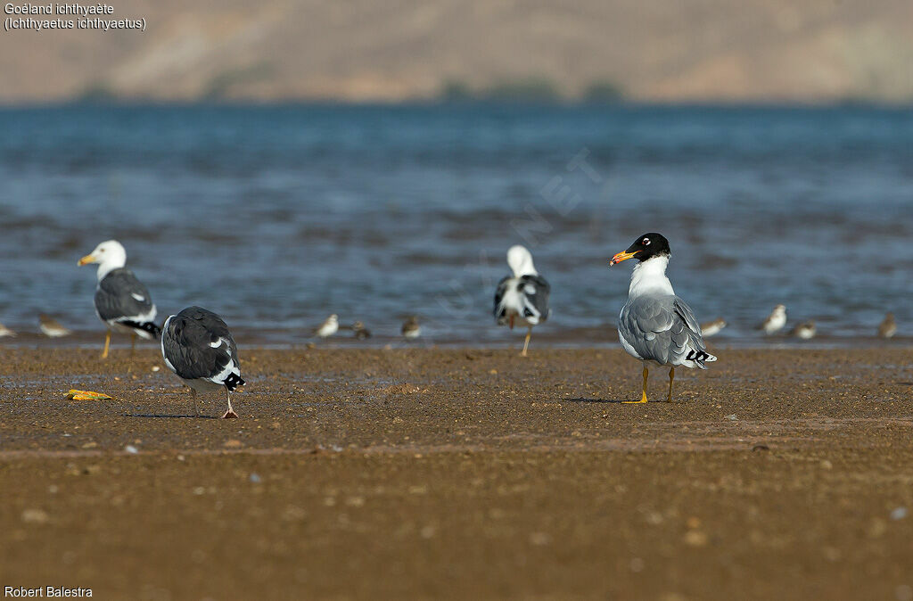 Pallas's Gulladult, habitat, pigmentation, Behaviour