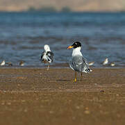 Pallas's Gull