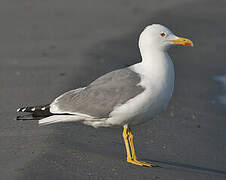 Yellow-legged Gull