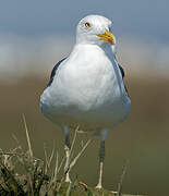 Yellow-legged Gull