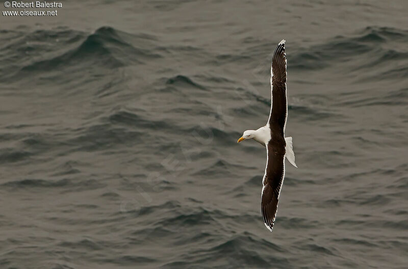 Great Black-backed Gull