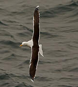 Great Black-backed Gull