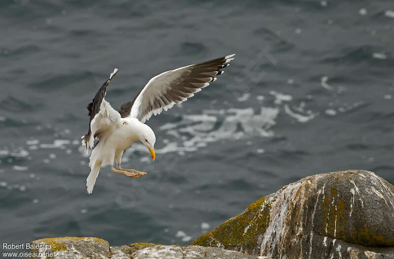 Great Black-backed Gulladult, Flight