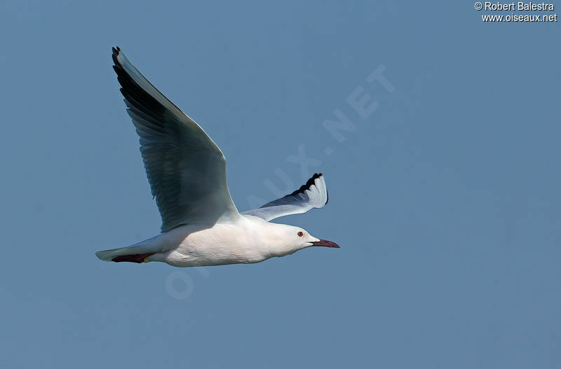 Slender-billed Gull