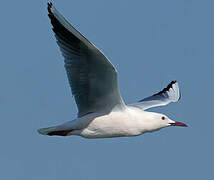 Slender-billed Gull