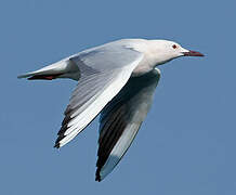 Slender-billed Gull