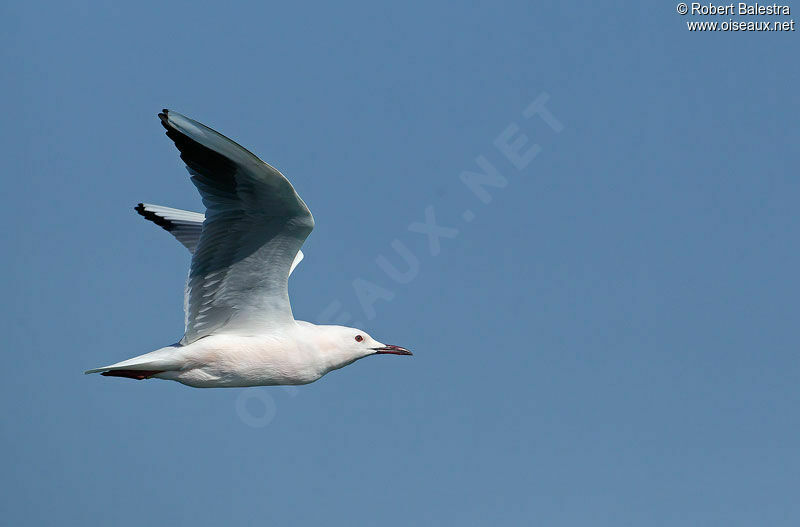 Slender-billed Gull