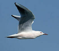 Slender-billed Gull