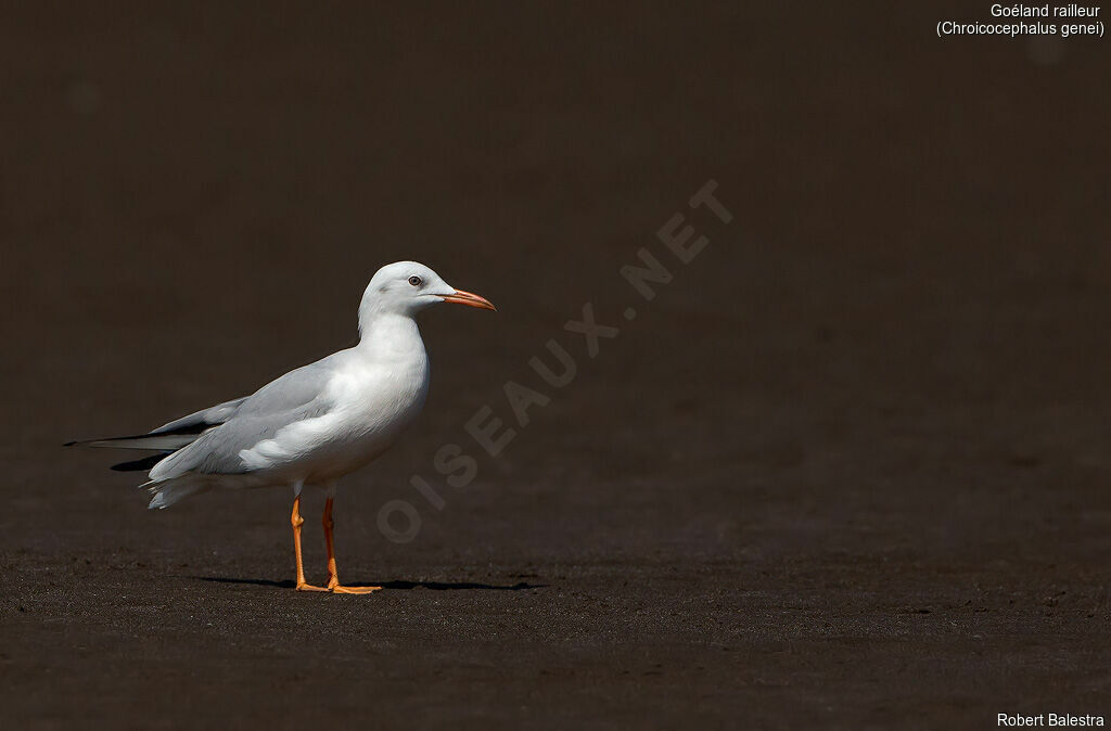 Slender-billed Gull