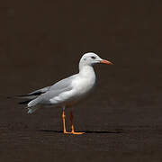 Slender-billed Gull