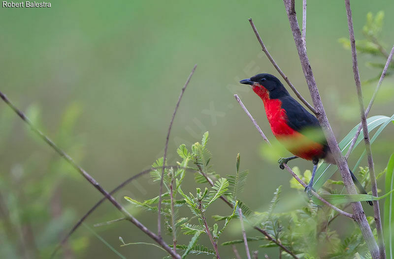 Black-headed Gonolek