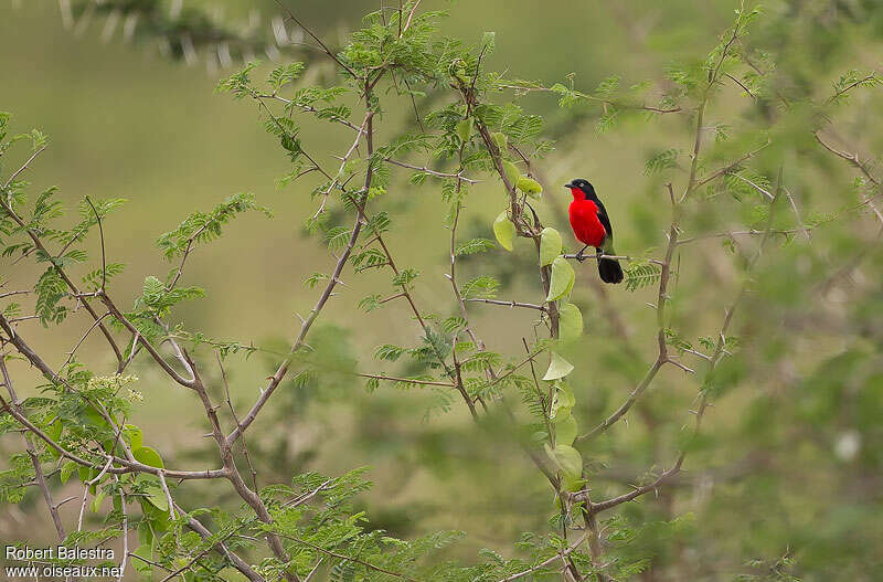 Gonolek à ventre rougeadulte, habitat