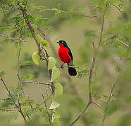 Black-headed Gonolek