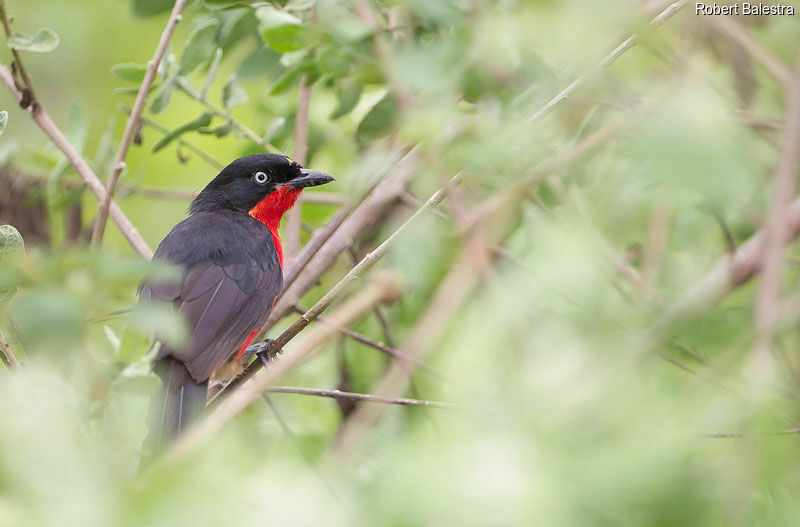 Black-headed Gonolek