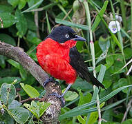 Black-headed Gonolek