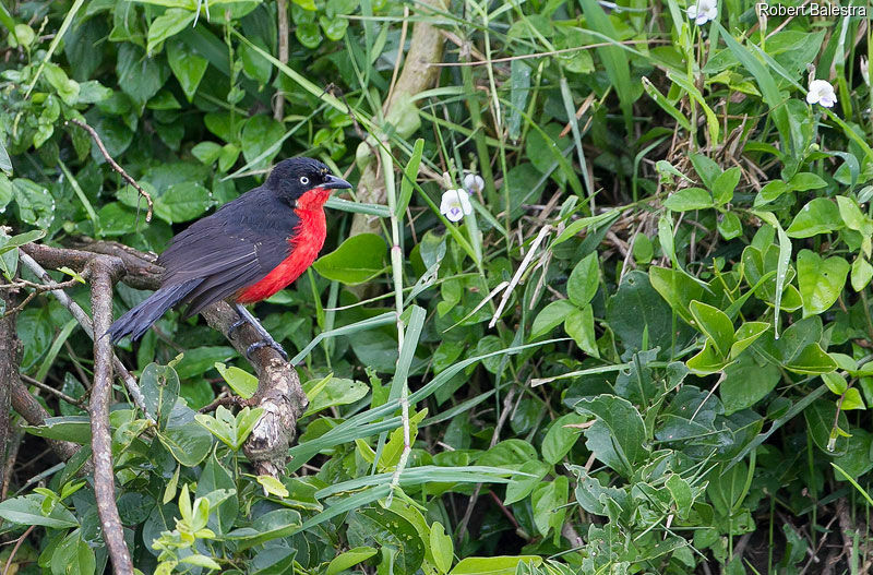 Black-headed Gonolek