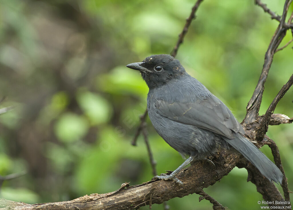 Slate-colored Boubou