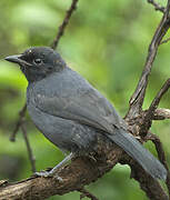 Slate-colored Boubou