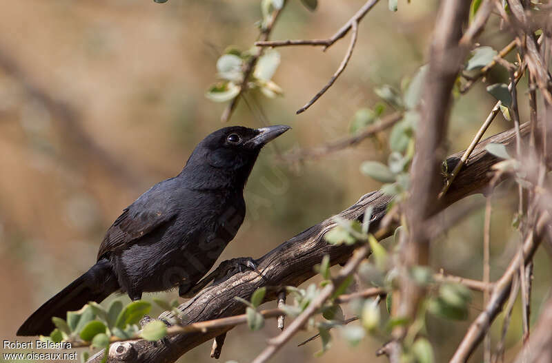 Slate-colored Boubouadult, identification