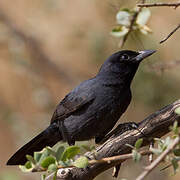 Slate-colored Boubou