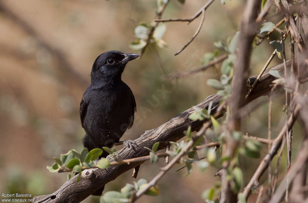 Slate-colored Boubouadult, Behaviour