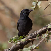 Slate-colored Boubou