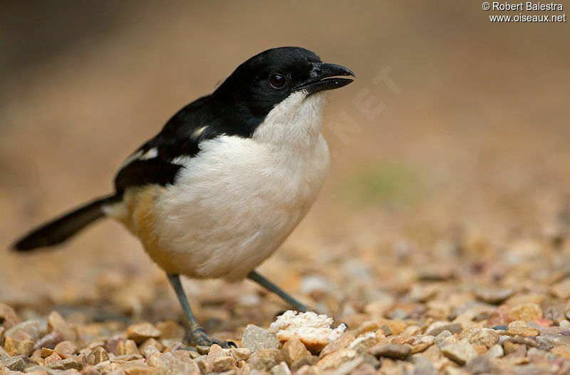 Southern Boubou male adult