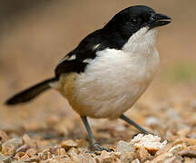 Southern Boubou