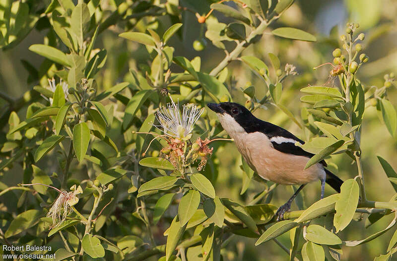 Gonolek d'Abyssinieadulte, identification