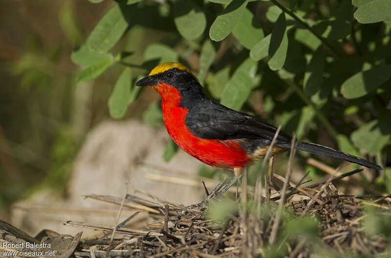 Yellow-crowned Gonolekadult, habitat, pigmentation