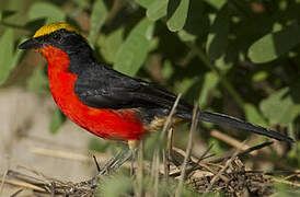 Yellow-crowned Gonolek