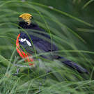 Gonolek des papyrus