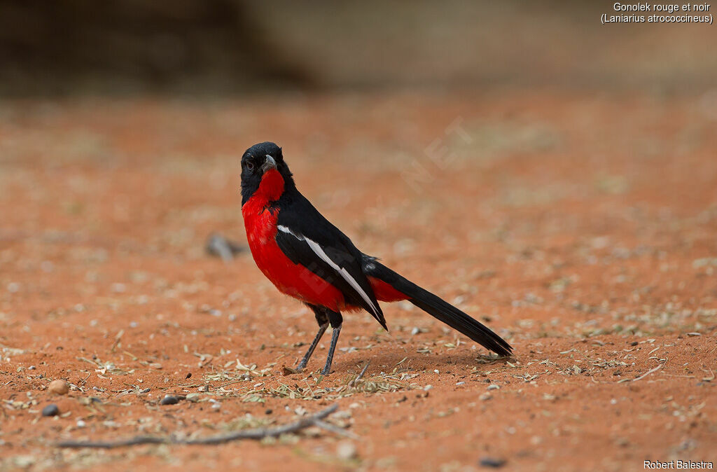 Gonolek rouge et noir