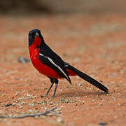 Crimson-breasted Shrike