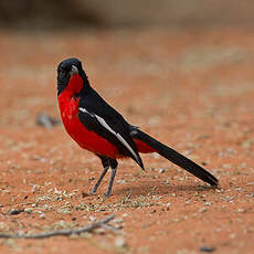 Gonolek rouge et noir