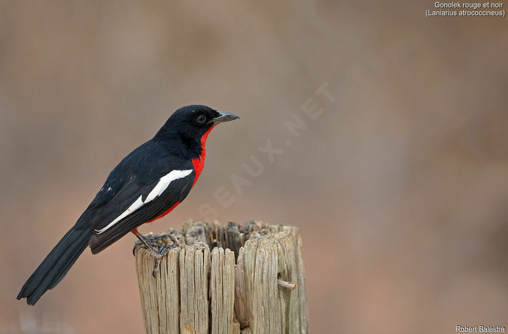 Crimson-breasted Shrike