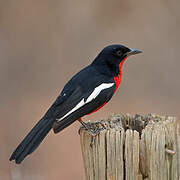 Crimson-breasted Shrike