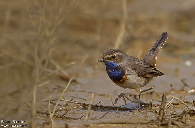 Bluethroat male adult, habitat, walking