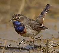 Bluethroat