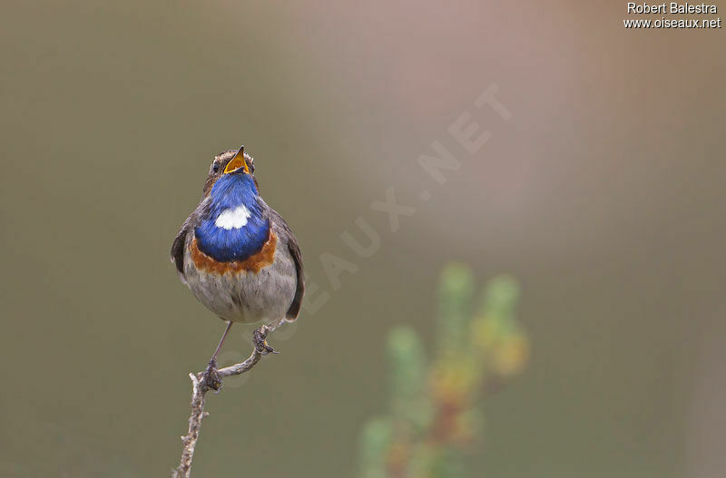 Bluethroat male