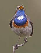 Bluethroat