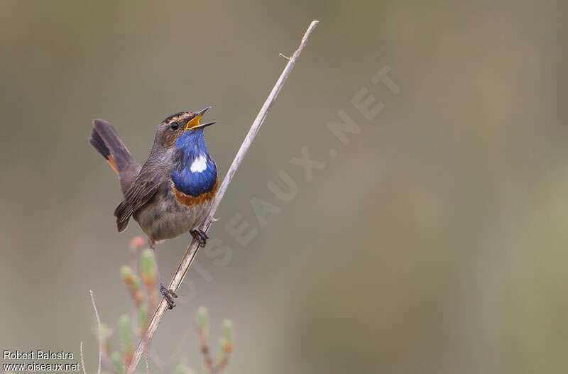 Bluethroat male adult, song