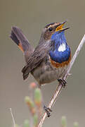 Bluethroat